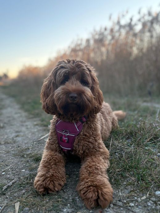 Marley is onze Australian Labradoodle die bij ons gastgezin is