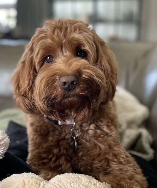 Ivy onze Australian Labradoodle lekker bij ons thuis.